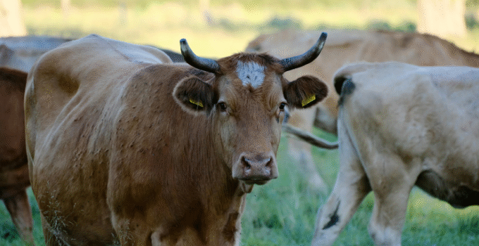 Tarım ve Orman Bakanlığı: Türkiye’de Şap hastalığıyla mücadele kontrollü şekilde sürüyor