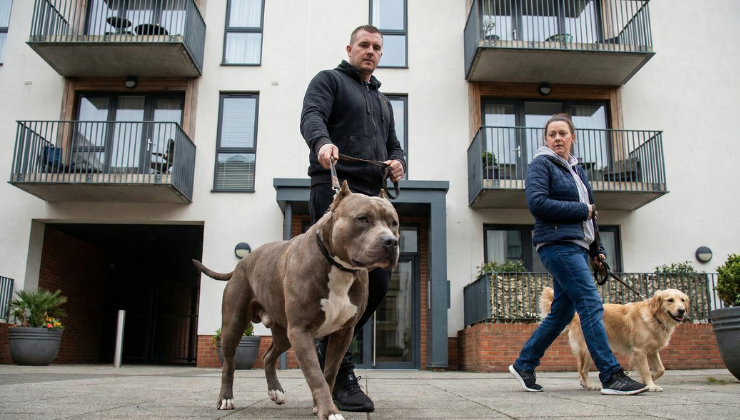 Apartmanda yasaklı köpek ırkları beslenebilir mi?